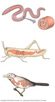 Alimentary canals in earthworm, grasshopper, and bird