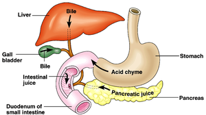 Diagram of the human digestive system