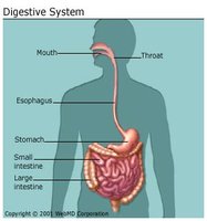 Accessory glands of the digestive system