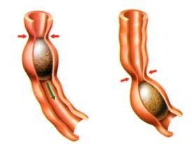 Peristalsis in the digestive tract