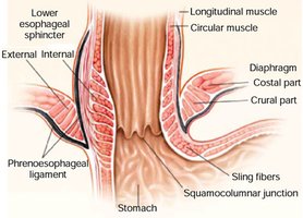 Sphincters in the digestive system