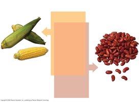 Corn and beans as complementary protein sources