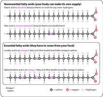 Structure of essential fatty acids
