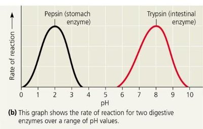 Enzyme activity vs pH graph