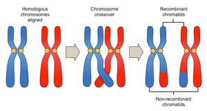 Diagram of crossing over during meiosis
