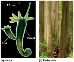 Examples of asexual reproduction: Hydra and Redwoods