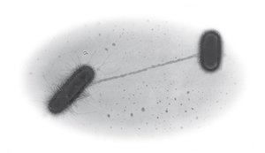 Sex pilus connecting two bacterial cells for conjugation