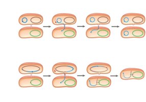 Conjugation and transfer of F plasmid and chromosomal DNA