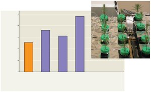 Graph showing effect of bacteria on plant potassium uptake