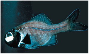 Fish with bioluminescent bacteria (example of symbiosis)