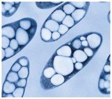 Bacteria used in biotechnology