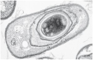 Bacterial endospore structure