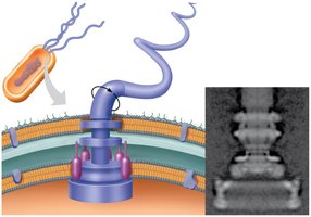 Structure of a bacterial flagellum