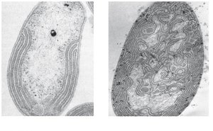 Specialized membranes in aerobic and photosynthetic prokaryotes