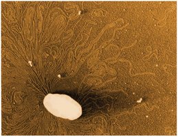 Prokaryotic chromosome and plasmids