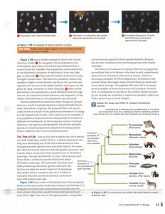 Phylogenetic tree showing evolutionary relationships