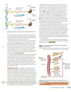Diagram of gene expression and signaling pathways