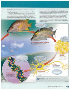 Detailed diagram of hierarchy from organism to molecule