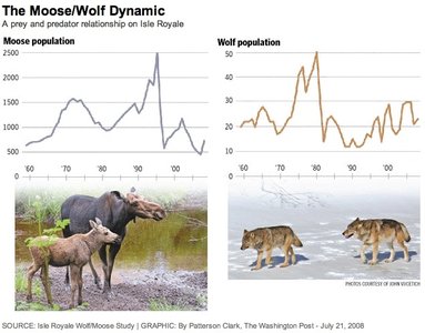 Moose and wolf population dynamics on Isle Royale