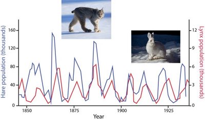 Lynx and hare population cycles