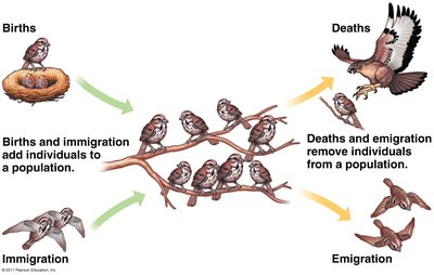 Diagram showing births, deaths, immigration, and emigration in a bird population