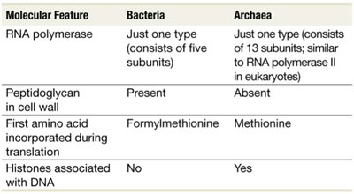 Comparison table of molecular features between Bacteria and Archaea