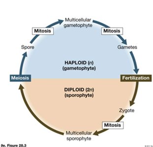 Alternation of generations in land plants
