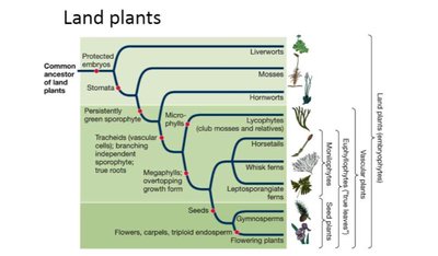 Phylogeny of land plants showing major innovations and groups
