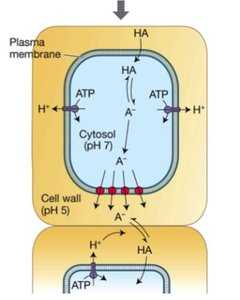 Diagram of auxin transport and acid growth hypothesis