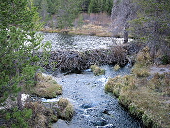 Beaver dam altering stream flow