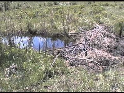 Beaver dam creating pond habitat