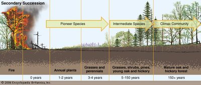 Stages of secondary succession after fire