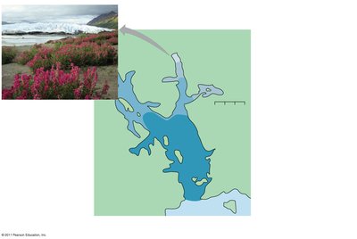 Pioneer stage with fireweed in Glacier Bay