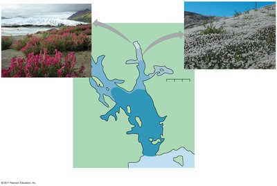 Dryas stage in Glacier Bay succession