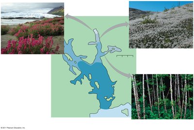 Alder stage in Glacier Bay succession