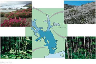 Spruce stage in Glacier Bay succession