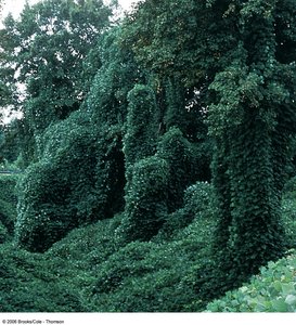 Kudzu, an invasive plant species