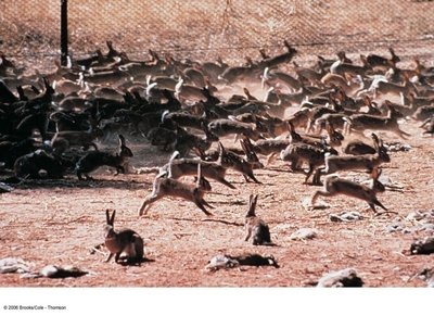 Rabbits as invasive species in Australia