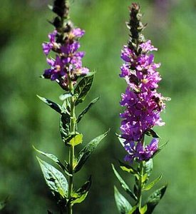 Purple loosestrife, an invasive wetland plant