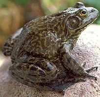 American bullfrog, an invasive amphibian