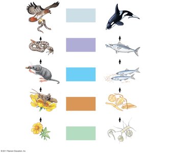 Terrestrial and marine food chains