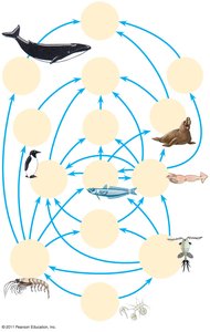 Marine food web diagram