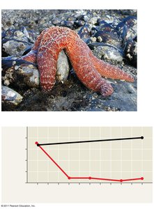 Experimental results showing species diversity with and without Pisaster