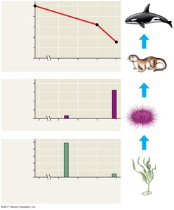 Sea otter trophic cascade: otter, urchin, kelp, orca