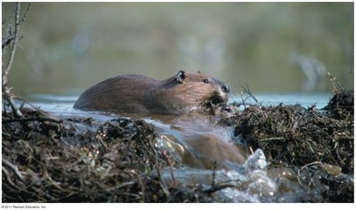 Beaver as an ecosystem engineer