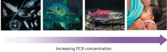 Biological magnification: increasing PCB concentration up the food chain