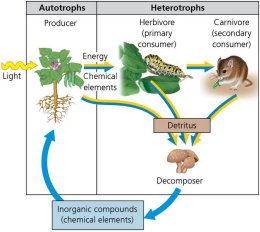 Energy flow and chemical cycling in ecosystems
