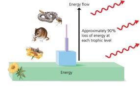 Energy pyramid showing loss of energy at each trophic level