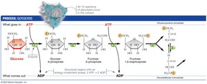 Glycolysis pathway: energy investment phase