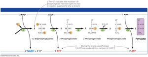 Glycolysis pathway: energy payoff phase